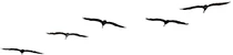 birds