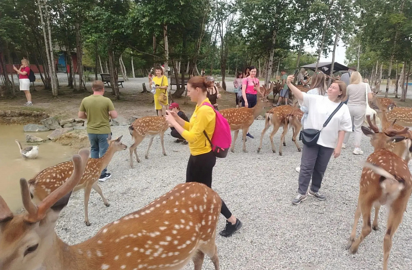 Cахалинский вайб: гастро батл, олени, янтарь и грязевой вулкан